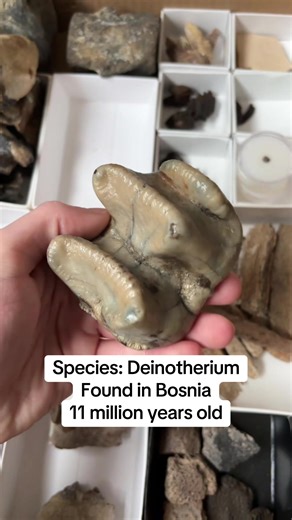 A tooth from a prehistoric elephant with tusks protruding downwards from its lower jaw called Deinotherium. This fossil was found in Bosnia and is around 11 million years old (Miocene). #fossil #fossils #paleontology #mammoth #rockshop