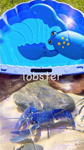 Learn Sea Animal Names for Kids with Toys: Lobster Boxfish Shark Manatee Jellyfish