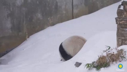 Watch: Giant pandas tumble and play as winter storm blankets Washington DC in snow
