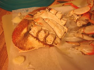 Crab Shells Could Become the Plastic of the Future