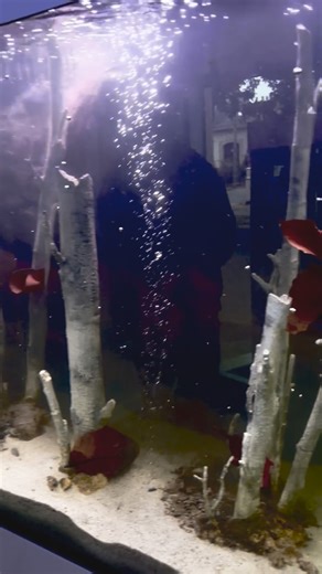 2.7K views · 170 reactions | Autumn decor for discus fish – ready  #aquadecor | Aquadecor | Facebook