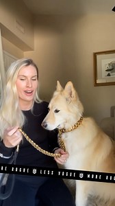 6K views · 693 reactions | Big Drip for Big Dogs.  Our heavy-link gold chains are built for dogs who demand attention. Double PVD gold over marine-grade stainless steel, ultra-strong clasp, and 100% rust-proof. | Rogue Royalty | Facebook