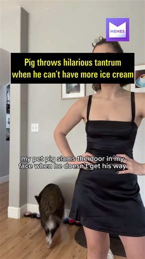 Pig Throws Tantrum When He Can't Have More Ice Cream | Memes