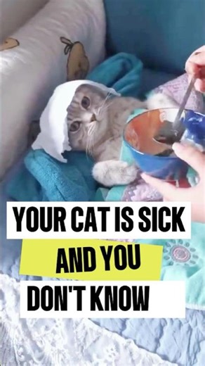 3 Hidden Signs Your Cat Is Secretly Sick 😿 (Don’t Ignore This!) #cats #shorts #animals