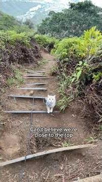 Louie & Todd hike 7.5 km to the top of Oahu 🌺