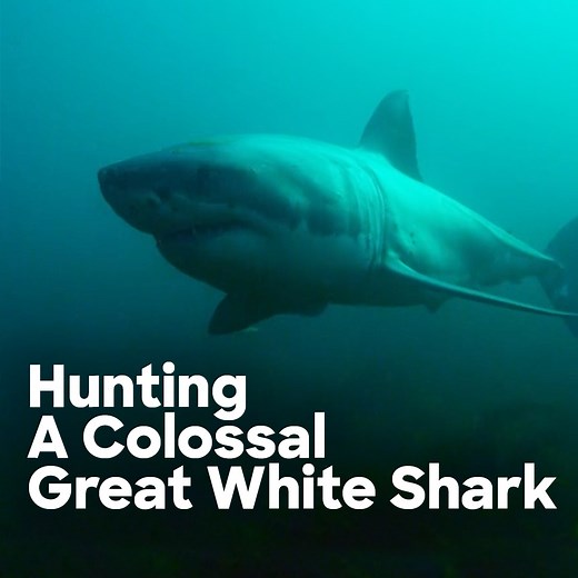 The crew have no luck finding the elusive Great White Shark known as ‘Colossus’, so they travel to the coast of New Zealand to continue their investigation. 🇳🇿 🦈 #FindingColossus | Discovery Channel UK