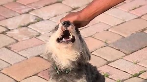 Dog found alive after 12 hours stuck in car grille following accident