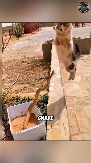 Why Cats Can Beat Snakes Easily #catshorts #shorts