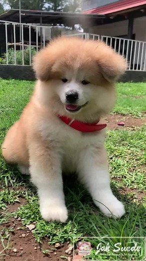 Mira Suede on TikTok