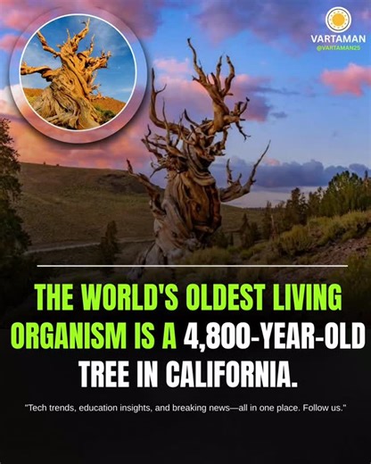VARTAMAN on Instagram: "The world's oldest known living, non-clonal organism is a Great Basin bristlecone pine named "Methuselah," located in the White Mountains of Inyo County, California. Verified by tree-ring analysis in 1957, this tree is over 4,850 years old. To protect it from vandalism, the U.S. Forest Service does not disclose its exact location. Key Details About Methuselah: Species: Great Basin bristlecone pine (Pinus longaeva). Location: Inyo National Forest, California, at high eleva