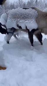 Man Saves Ice-Frozen Reindeer After Deadly Winter Storm | USA Winter Rescue After a powerful winter ice storm in the United States, a reindeer was found frozen inside a thick shell of snow and ice, unable to move. This raw, phone-recorded rescue shows a man carefully breaking the ice buildup — not the animal — to free the reindeer. Every crack of ice brings the animal closer to survival. Moments later, the reindeer breaks free and runs back into the frozen forest, leaving behind shattered ice an