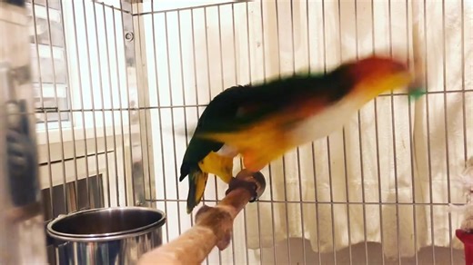 White-bellied Caiques The parents are so cute 😍 I've never given them to our flocks before, but they've mastered using them💦 | Caique Parrots