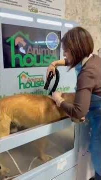 Self-service Dog wash machinei customer case #vendingmachinefactory