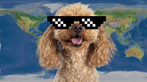 The Top 10 Coolest Animals in the World