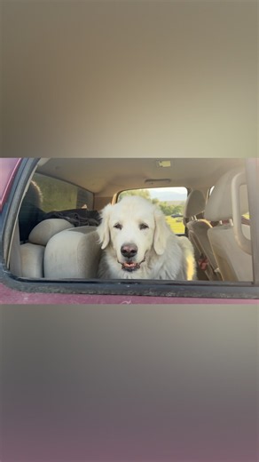 Different Dogs for Different Jobs