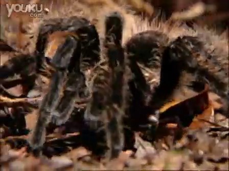 tarantula