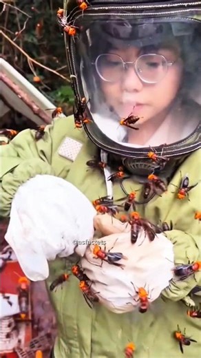 A group of ancient giant hornets. #shorts