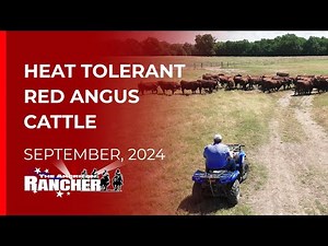 Heat Tolerant Red Angus Cattle | The American Rancher | 09 16 24