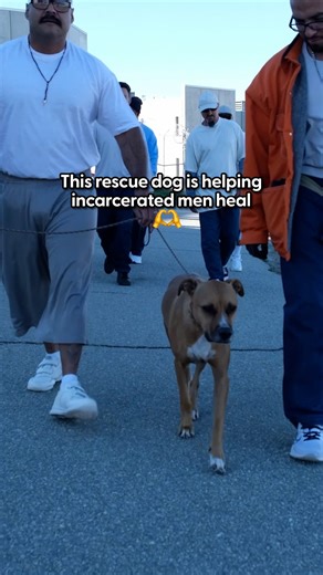 The Dodo on Instagram: "They’re helping her as much as she’s helping them 💞 We spoke to Lana’s mom @packdaddy_kass about how Lana overcame her own fear and found a new purpose. Through a prison training program (@pawsitivechangeprogram), Lana is helping incarcerated men learn patience, compassion, and trust and together, they’re changing each other’s lives 👏"