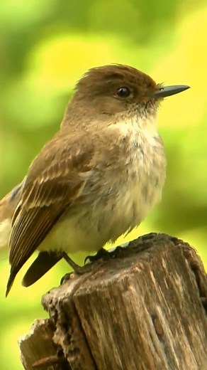 The Stunning Eastern Phoebe #EasternPhoebe #birdwatching | Facetory