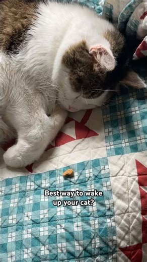 The Best Alarm Clock #shorts #cats #challenge