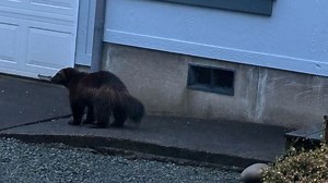 Wolverine sightings continue along Oregon coast, ODFW stresses legal protection of animal