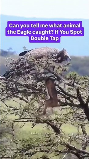 Did you know which animal Answer this challenge ? #nature #reels #wildlife #animals #shorts #usa