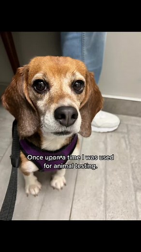 Happy endings ✨💘 #stopanimaltesting #animalcruetly #adopt #fyp #fypシ #dogs #beaglesoftiktok #beaglelover #beaglefreedom #happystory #explorepage #viral
