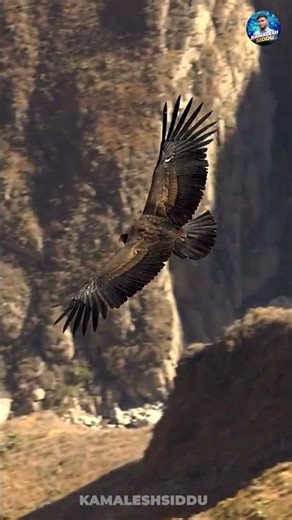 You Won’t Believe How Huge the Andean Condor Really Is! #shorts #andeancondor #LargestFlyingBird