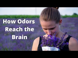 The Science of Smell How Odors Are Processed in the Brain