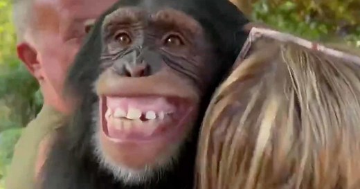 Chimp reunites with caretakers after six years
