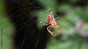 Common garden spider on cobweb Stock Video