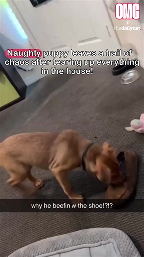 Meet the tiny tornado of the house 🐶💥! One moment everything is calm, and the next… shredded papers, chewed shoes, and a trail of chaos everywhere. But even in all the trouble, those big puppy eyes make it impossible to stay mad. Life with a mischievous little furball is messy, loud, and full of love — and honestly, we wouldn’t have it any other way ❤️🐾 | OMG