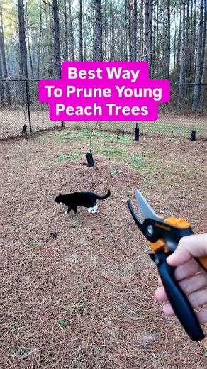 What should I do next? 🍑✂️ Here’s how I prune a young peach tree for strong structure and future fruit 👀 Open center shape 🌿 2 to 4 low scaffolds 🌳 Even lengths cut to outward facing buds ✂️ Clear anything growing inward 🚫 Got fruit tree questions? Drop them below ⬇️🍑 #peachtree #fruittrees #backyardorchard #homegrownfruit #pruning | Uncle Josh Gardens