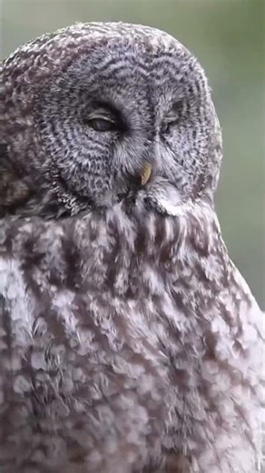 Great Grey Owl 🦉 Slow Motion Head Shake | Nature’s Precision in Motion