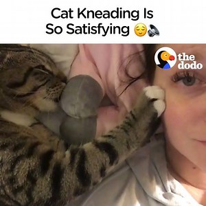 Cat kneading ASMR 🔈🔈🔈 | The Dodo