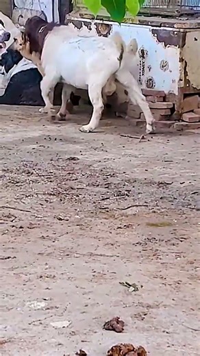 The Friendship Between Sheep and Dog 🐑🐶❤️