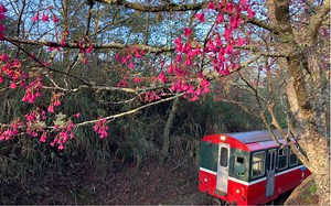 阿里山森林铁路通过奋起湖站平交道
