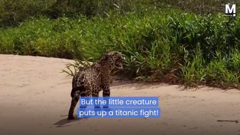 Mighty jaguar meets its match in tiny bug
