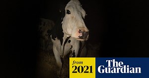 Cow review – Andrea Arnold’s first documentary is meaty slice of bovine socio-realism