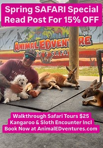 63K views · 651 reactions | SPRING BREAK SAFARI SPECIAL 15% OFF...