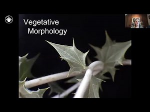 Plant ID Module 1: Vegetative plant morphology