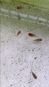 Con cá này thật hạnh phúc và tự do! #NhậtKýNuôiCá #CáBơiTựDoTrongNước #CáCảnh