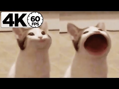 Pop Cat 「4K 60FPS」by ❧Dalƒ