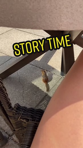 Story time! 🤗 #chipmunk #charlie #wildlife #animal #inmybackyard #cute #foru #little #nature #trust