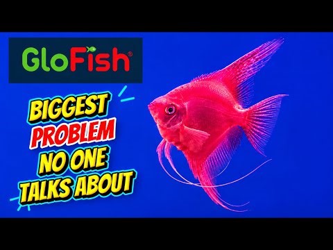 The Biggest Problem With GloFish No One Talks About