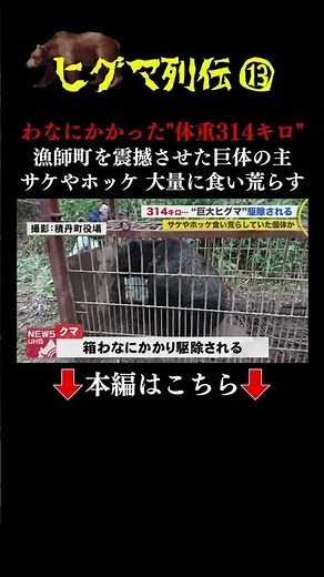 👆本編はこちら👆体長2メートル・体重314キロ…"巨大ヒグマ"駆除 倉庫保管サケやホッケ食い荒らしたか 北海道積丹町 #ヒグマ列伝