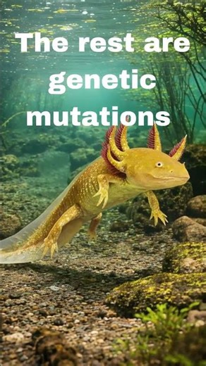 Albino Axolotl | Save Wildlife