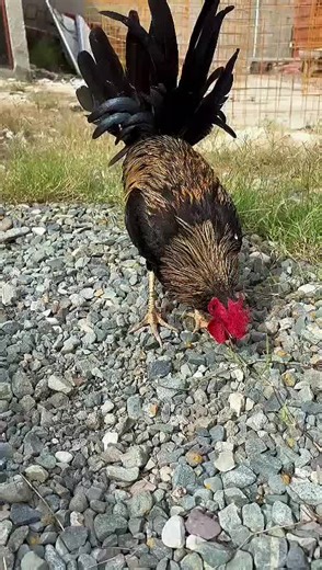 Hacienda Guzmán. on TikTok