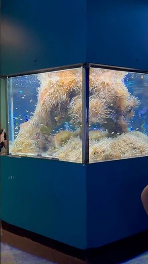 Incredible Clownfish & Anemone Tank!